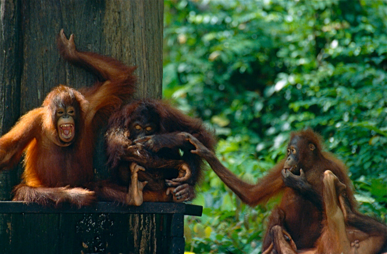 Orangutans in Borneo